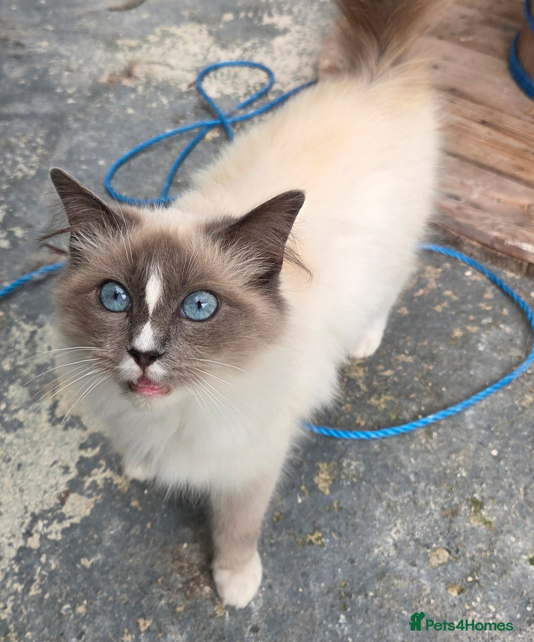 Ragdoll cats for sale: Beautiful Blue Blaze Ragdoll Female - Image 5