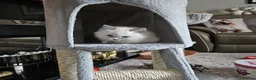 Ragdoll cats for stud: Handsome Ragdoll available for STUD services in Stockport - Advert 9