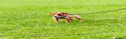 Brittany Spaniel dogs for sale: KC registered Brittany spaniel in Bromsgrove - Advert 5