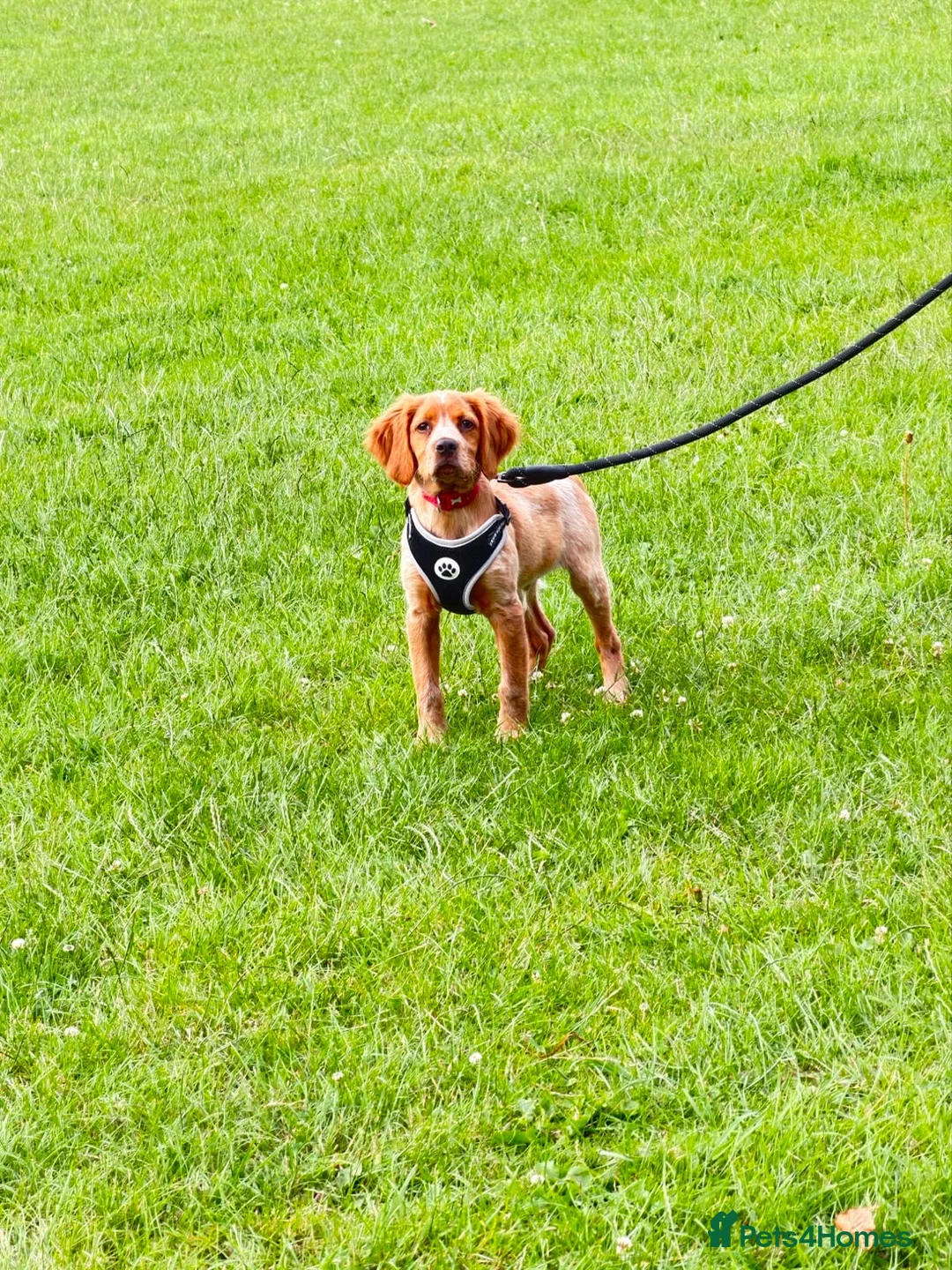 Brittany Spaniel dogs for sale: KC registered Brittany spaniel in Bromsgrove - Advert 5
