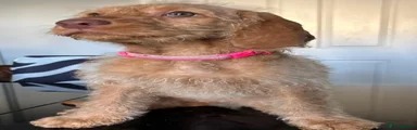 Mixed Breed 4