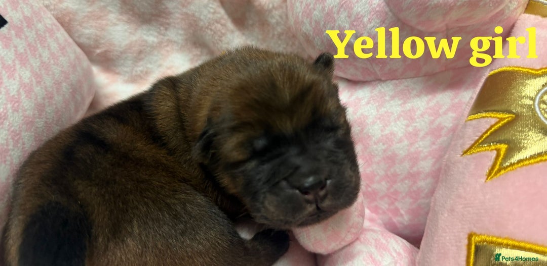 Chow Chow dogs for sale: 🩷🏆Stunning KC registered Chow Chow puppies🏆💙 - Image 15
