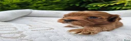 Cavapoo dogs for sale: Cavapoo puppies (toy)DNA CLEAR - Advert 32