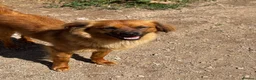Mixed Breed dogs for adoption: Bert  in Brighton - Advert 2