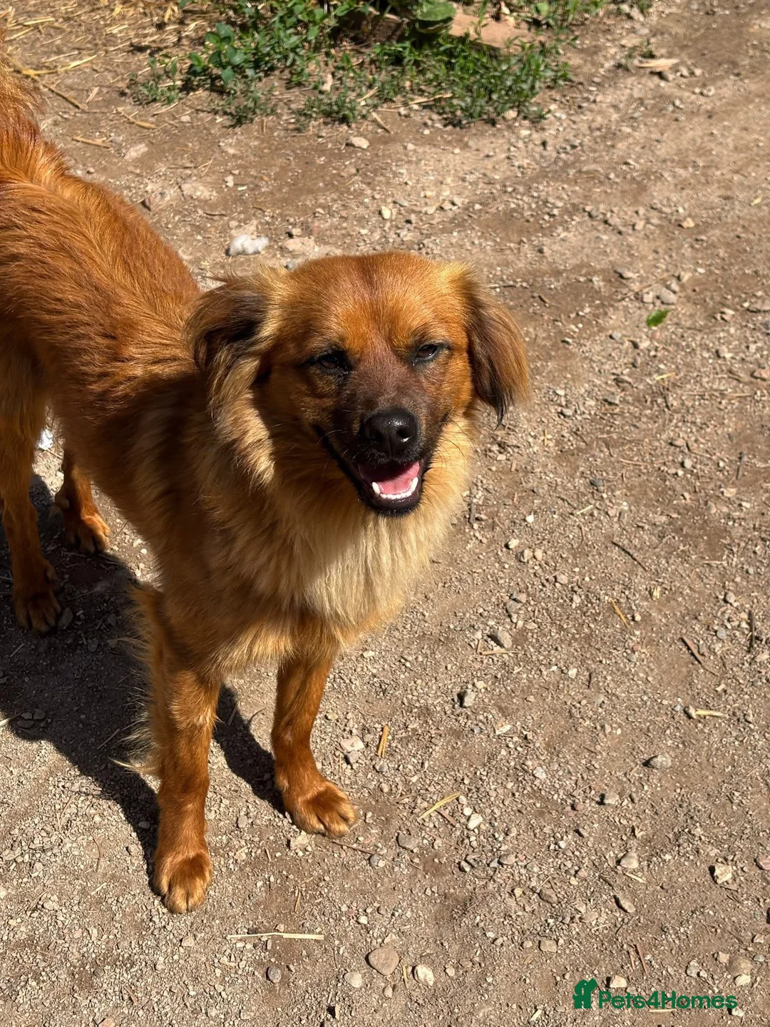 Mixed Breed dogs for adoption: Bert  in Brighton - Advert 2