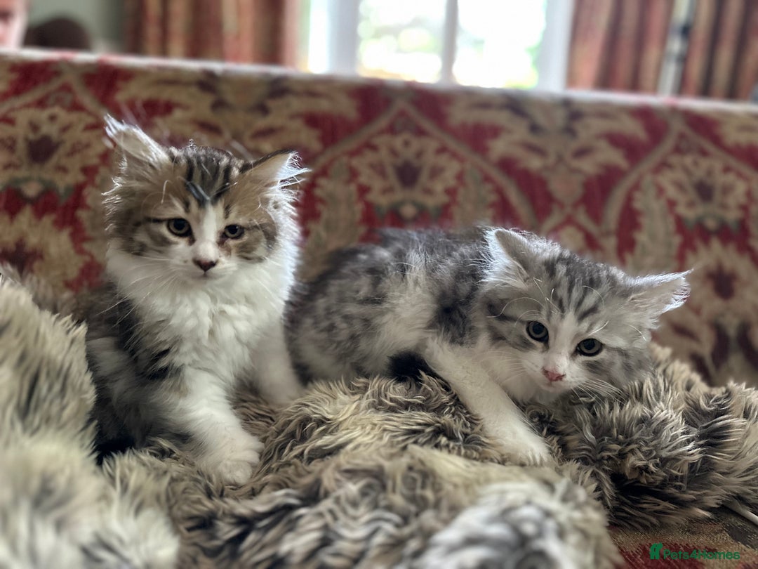 Siberian cats for sale: TICA Hypoallergenic Siberian Kittens family raised - Image 10