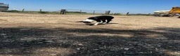 Border Collie dogs for sale: Border collie pup from working parents  - Advert 3