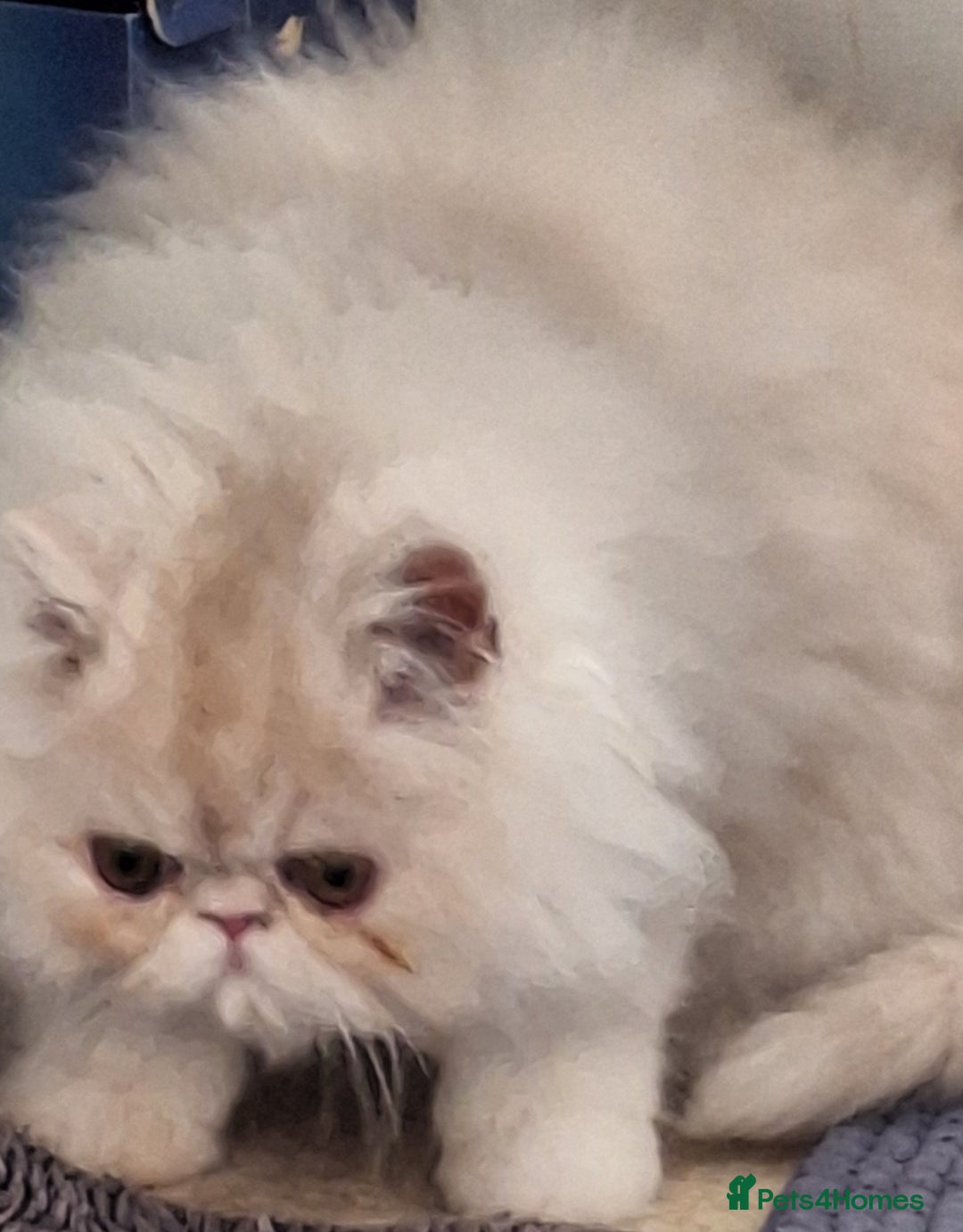 Persian cats for sale: 1  beautiful  stunning male persian available  - Advert 12