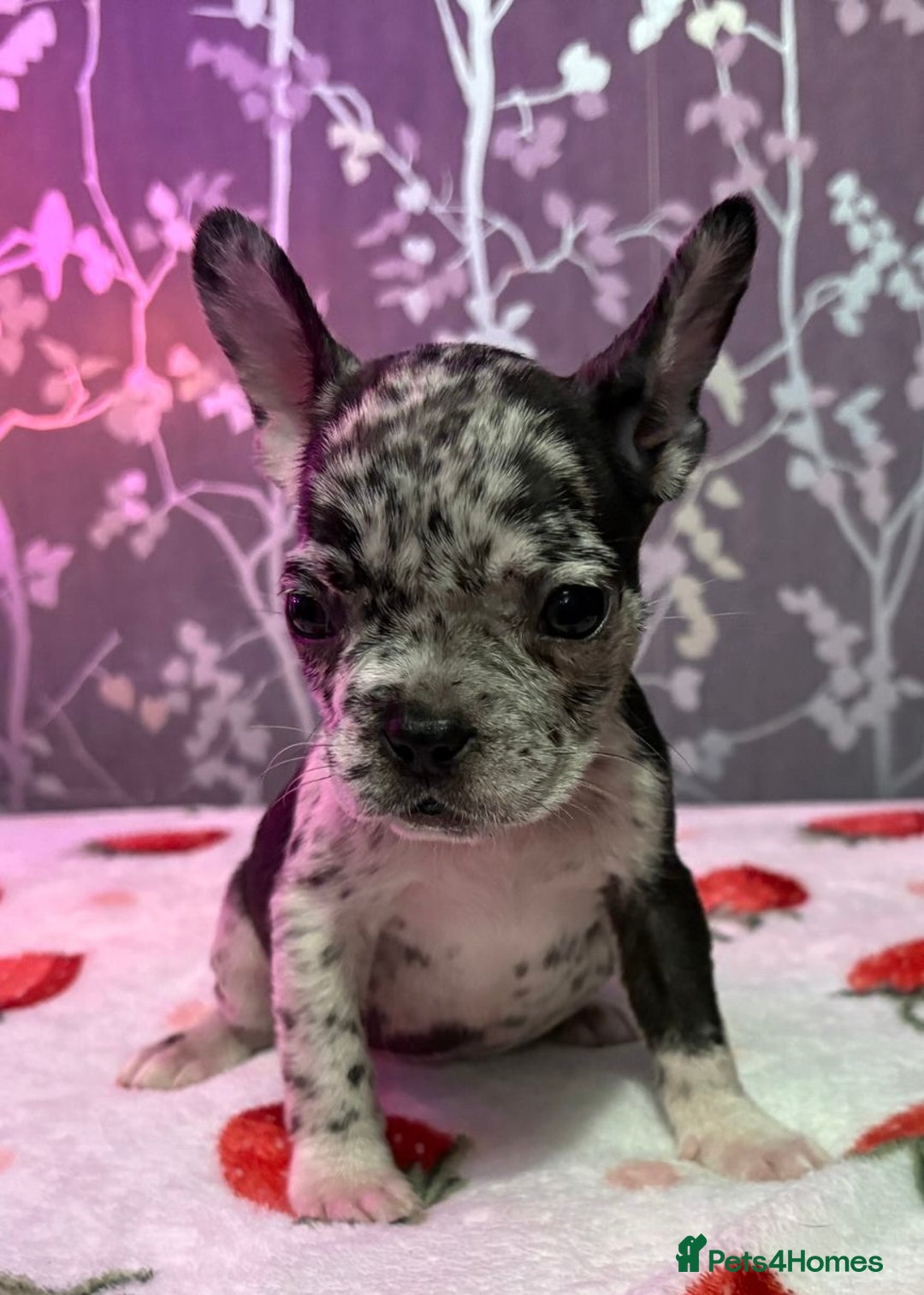 French Bulldog dogs for sale: French bulldog puppy’s - Image 16