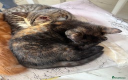 Domestic Shorthair cats for sale: tortoiseshell Kitten  - Image 18