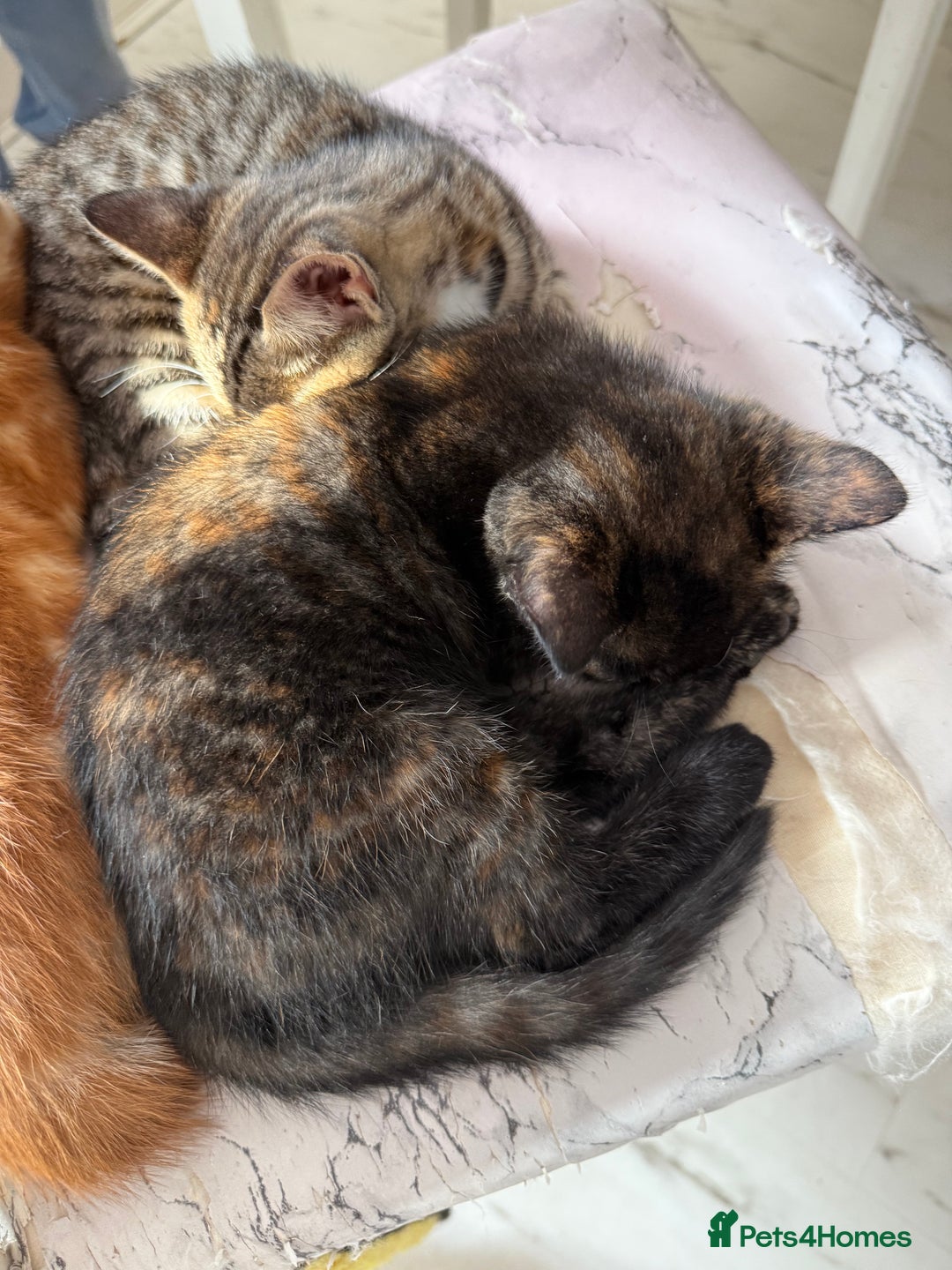 Domestic Shorthair cats for sale: tortoiseshell Kitten  - Image 18