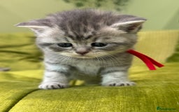 Scottish Fold cats for sale: Scottish straights  - Image 5