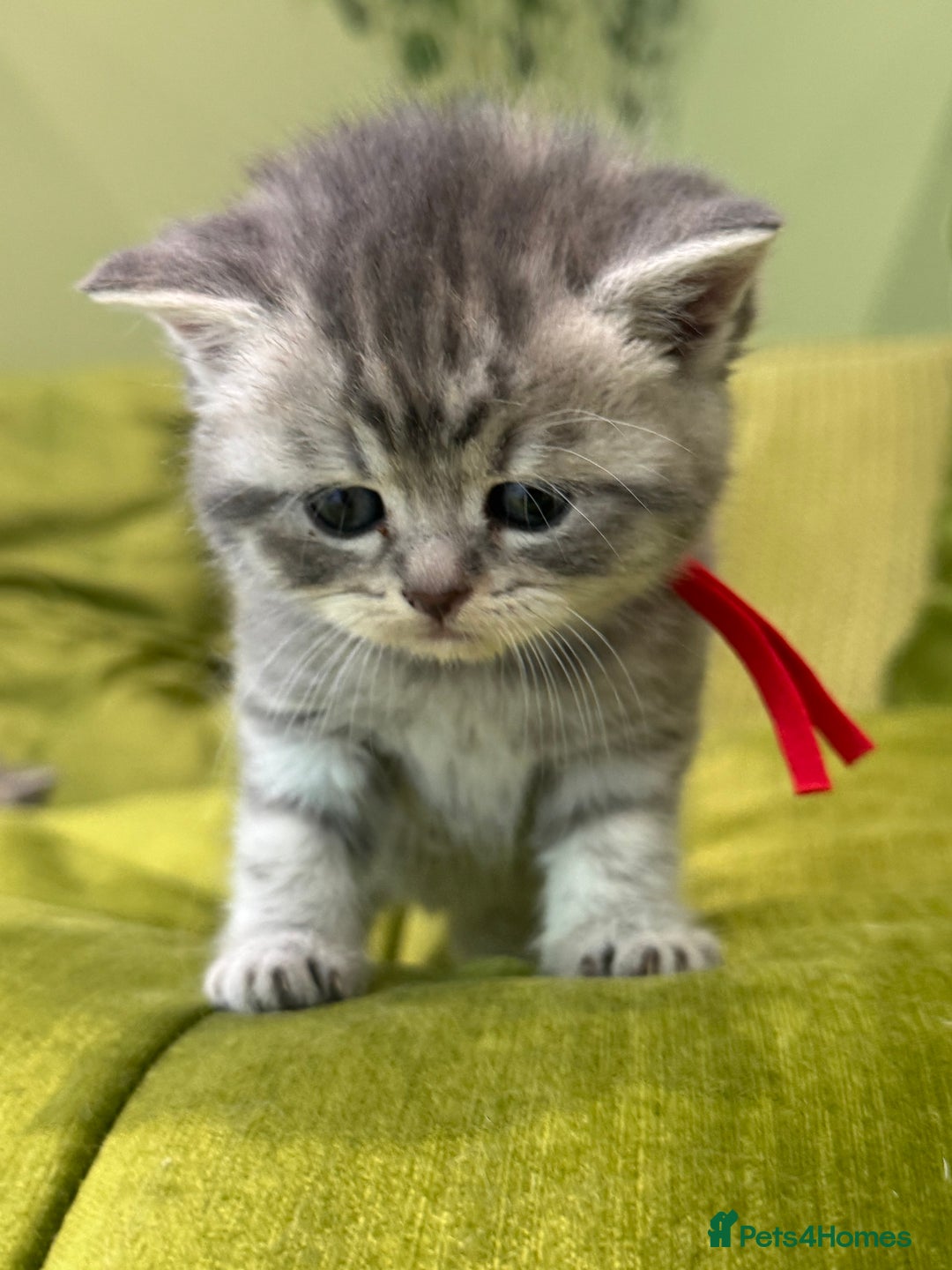 Scottish Fold cats for sale: Scottish straights  - Image 5