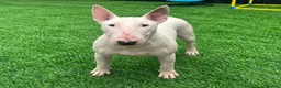 English Bull Terrier dogs for sale: (Sadie) Beautiful English bull terrier female  - Advert 1