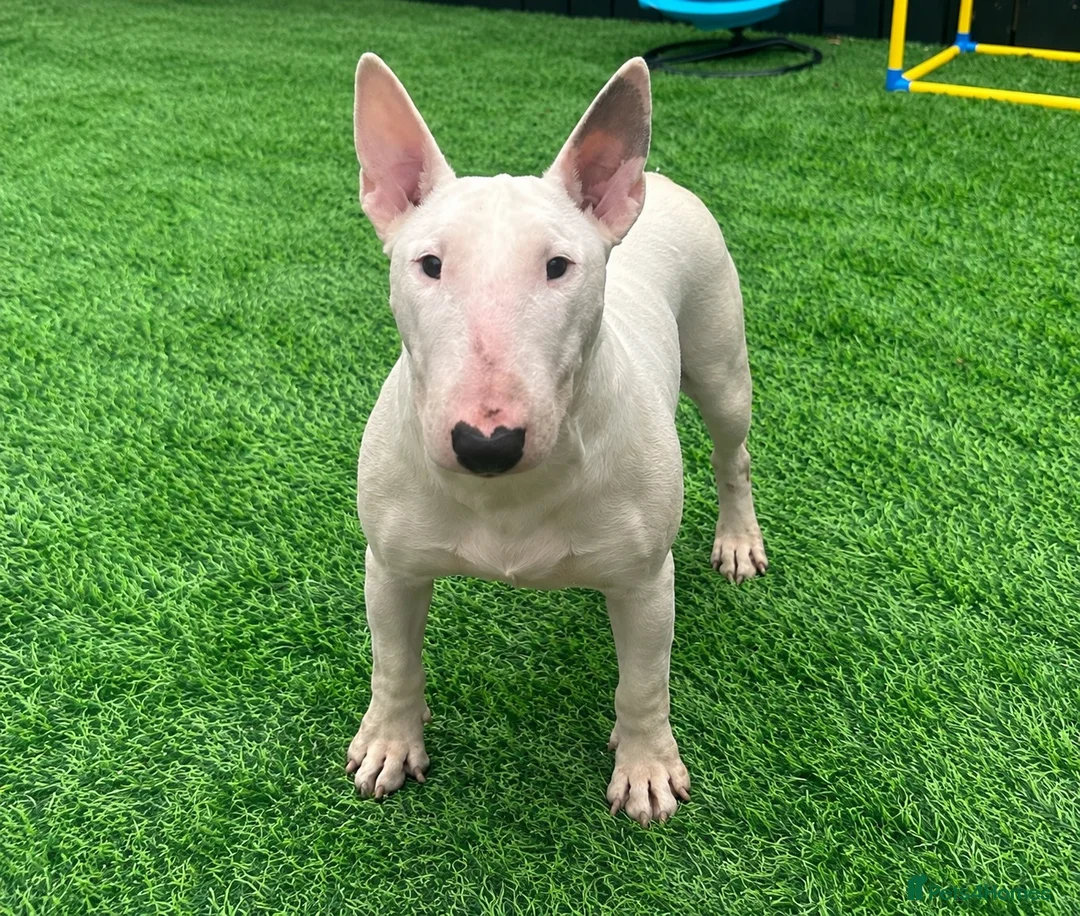 English Bull Terrier dogs for sale: (Sadie) Beautiful English bull terrier female  - Advert 1
