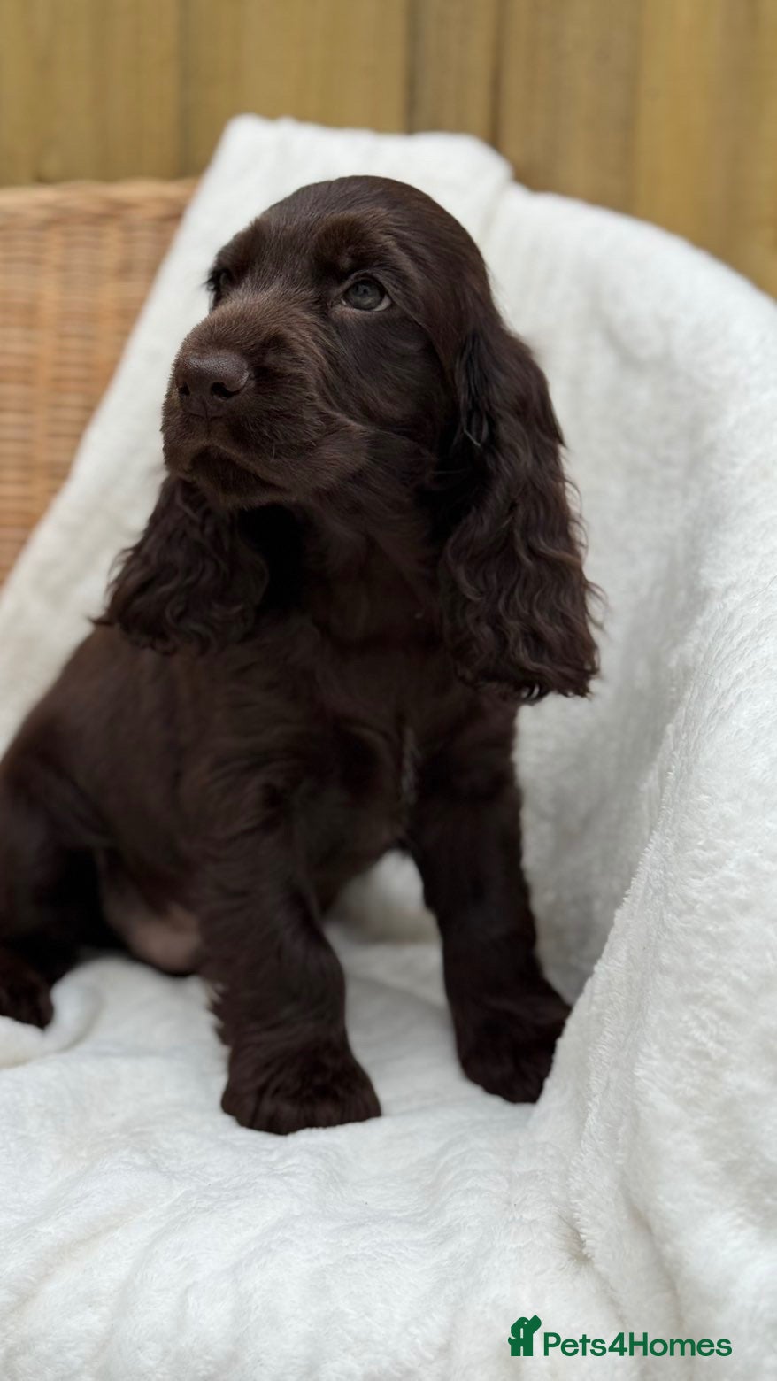 Cocker Spaniel dogs Show Cocker Spaniel Puppy’s  - Advert 7