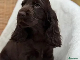 Cocker Spaniel dogs Show Cocker Spaniel Puppy’s - Advert 7
