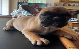 French Bulldog dogs for sale: KC French Bulldog 9 week puppy, fluffy, tan - Image 3
