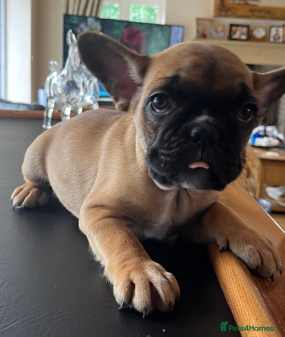 French Bulldog dogs for sale: KC French Bulldog 9 week puppy, fluffy, tan - Image 3