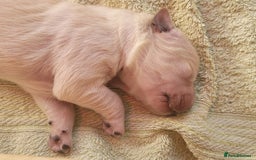 Golden Retriever dogs for sale: Golden Retriever Pups – First Class Homes Wanted - Image 12