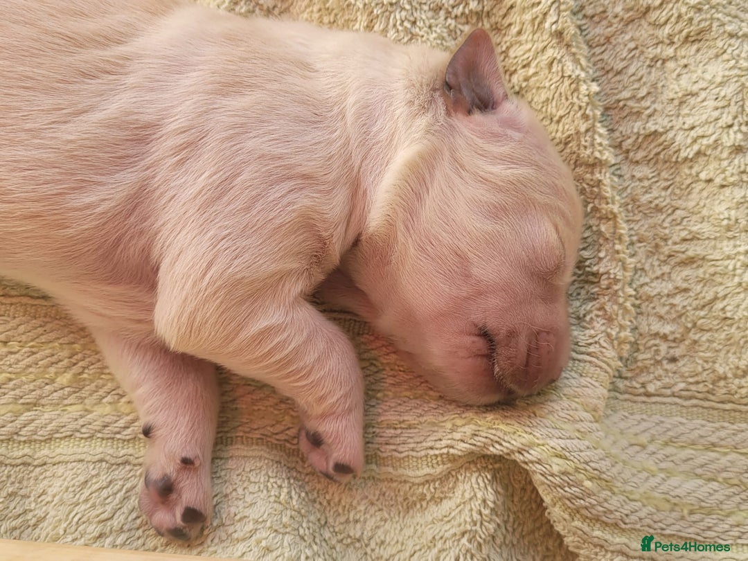 Golden Retriever dogs for sale: Golden Retriever Pups – First Class Homes Wanted - Image 12