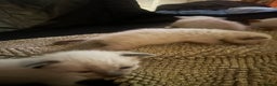 Siamese cats for sale: 6 adorable Siamese kittens  - Advert 8