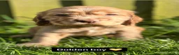 Cocker Spaniel dogs for sale: KC Registered Show-Type Cocker Spaniel Puppies - Advert 2