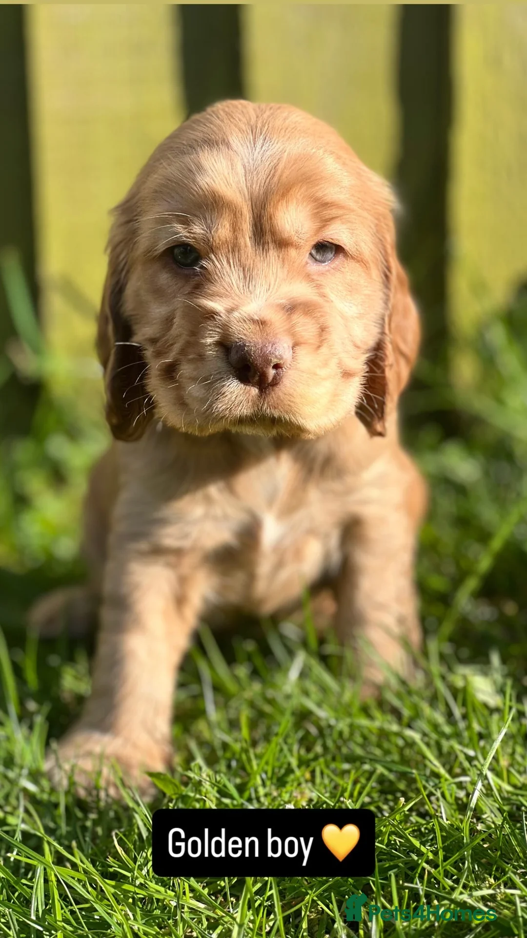 Cocker Spaniel dogs for sale: KC Registered Show-Type Cocker Spaniel Puppies - Advert 2