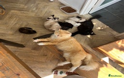 Mixed Breed cats for sale: Ragdoll and Maine Coon crossed  - Image 37