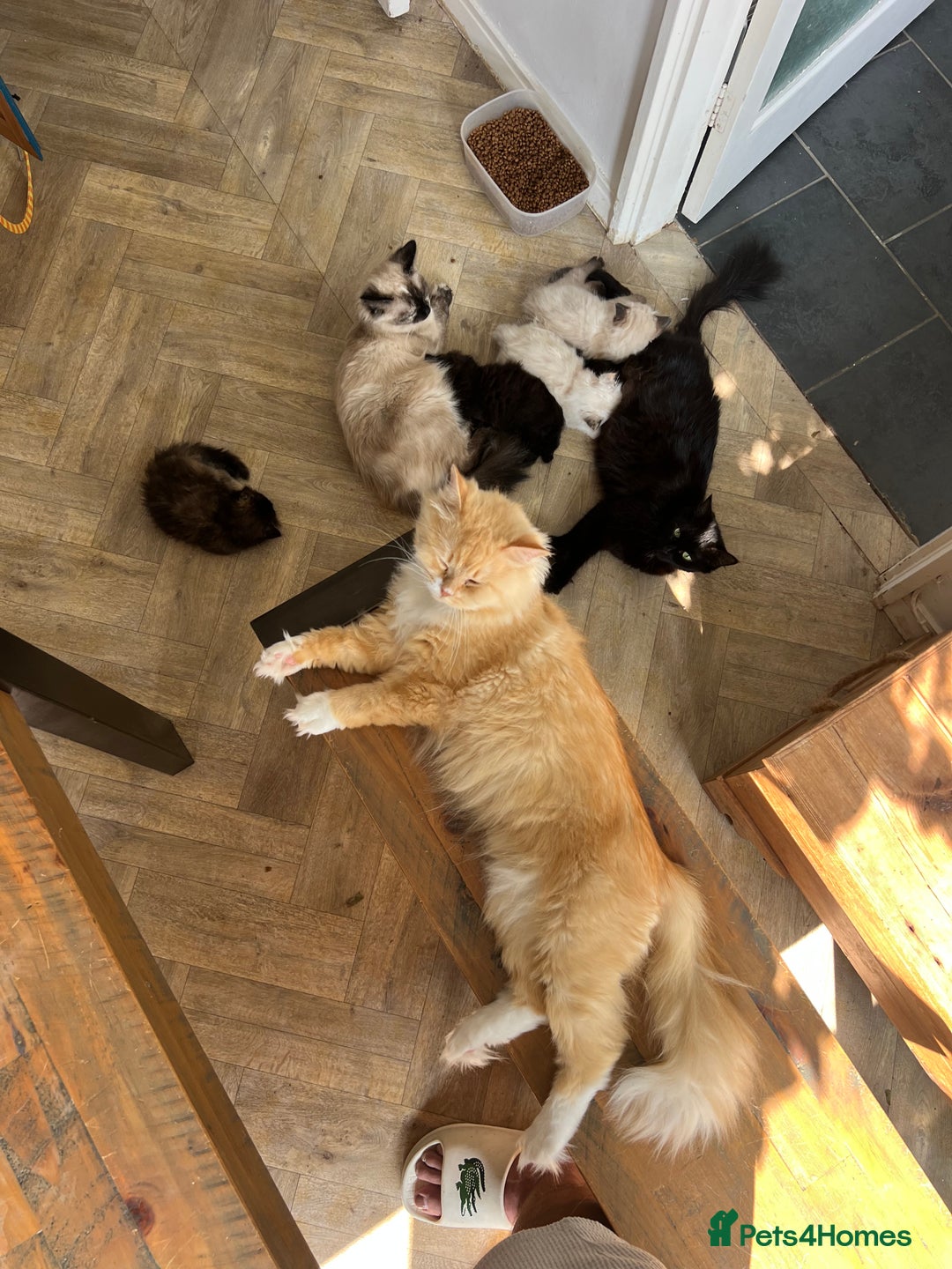 Mixed Breed cats for sale: Ragdoll and Maine Coon crossed  - Image 37