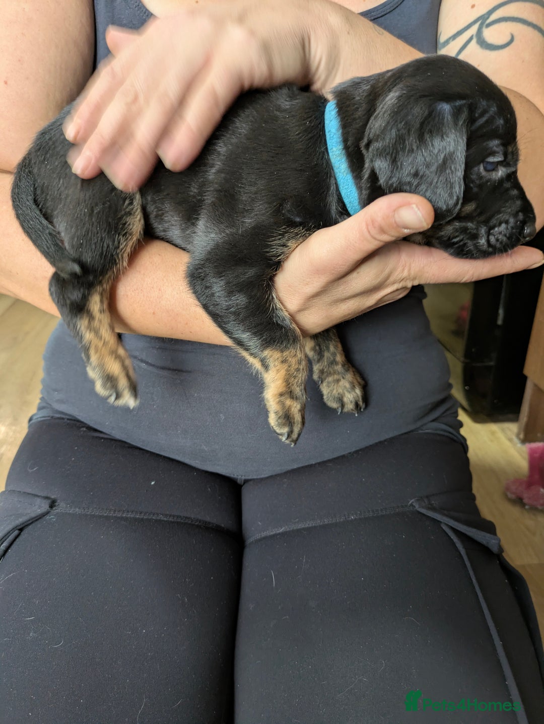 Mixed Breed dogs for sale: Jack, Springer X staffy, lurcher puppies - Image 11