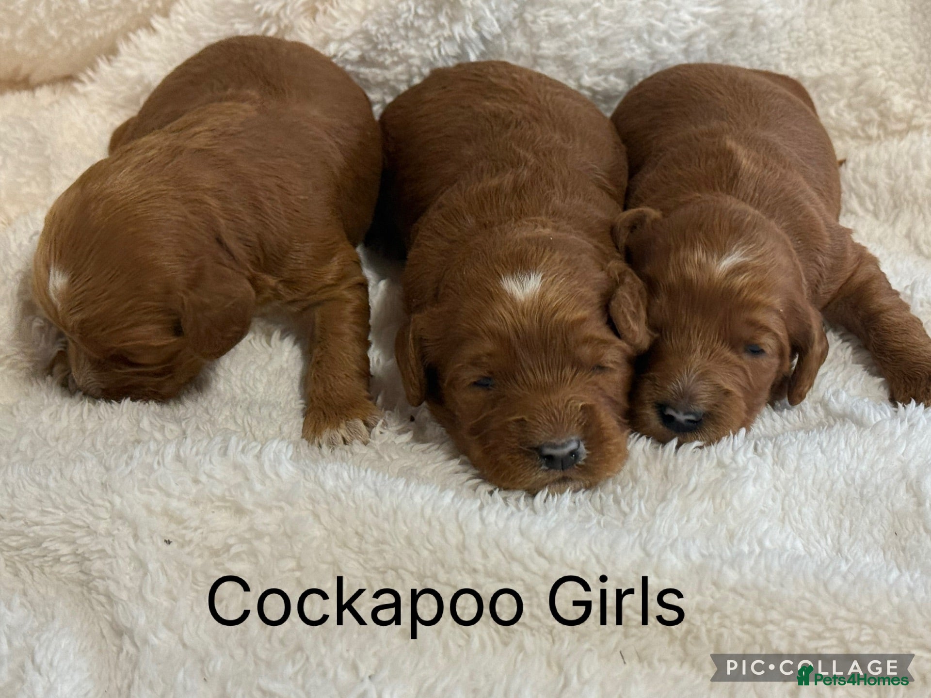 Cockapoo dogs Red F1 Cockapoo’s - Advert 1