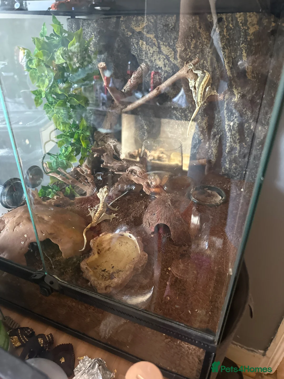 Gecko reptiles for sale: Female and male crested gecko with enclosure in London - Advert 2
