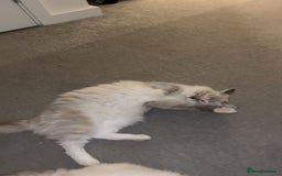 Ragdoll cats for sale: BEAUTIFUL QUEEN BLUE LYNX MITTED RAGDOLL FOR SALE - Image 7