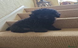 Toy Poodle dogs for sale: KC TINY TOY POODLE BOY ~ FIRTOY BLACK IS BACK - Image 3