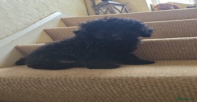Toy Poodle dogs - Advert 3