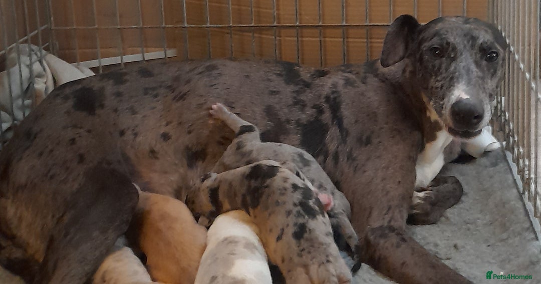 Lurcher dogs for sale: Beautiful red merle and white dog puppy - Image 5