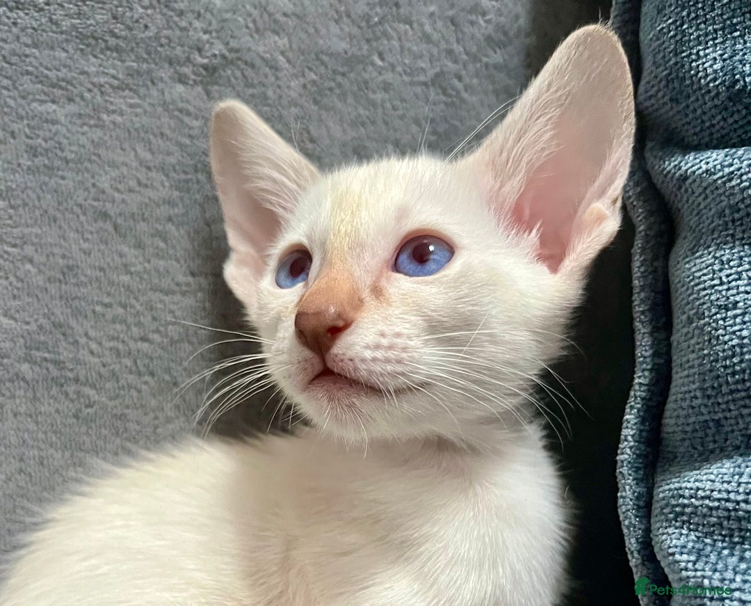 Oriental cats for sale: Oriental and Siamese kittens GCCF reg - Image 11