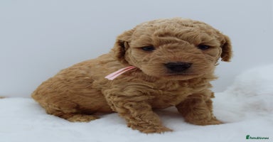 Cavapoo dogs - Advert 11