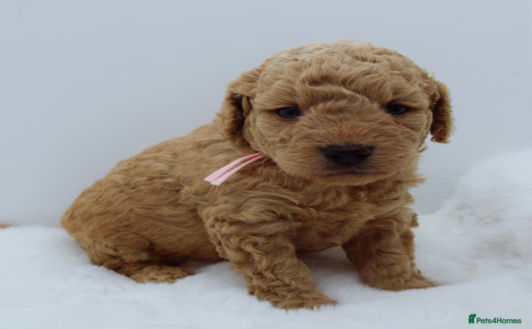 Cavapoo dogs - Advert 11