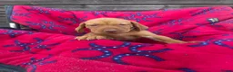 Hungarian Vizsla dogs for sale: Outstanding Kc registered Hungarian vizsla - Advert 3