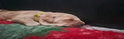Golden Retriever dogs for sale: Kc fox red, golden & white golden-retriever puppys - Advert 23