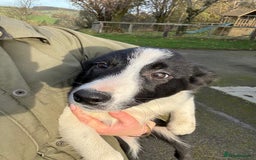 Border Collie dogs for sale: Two collie dog pups  - Image 3