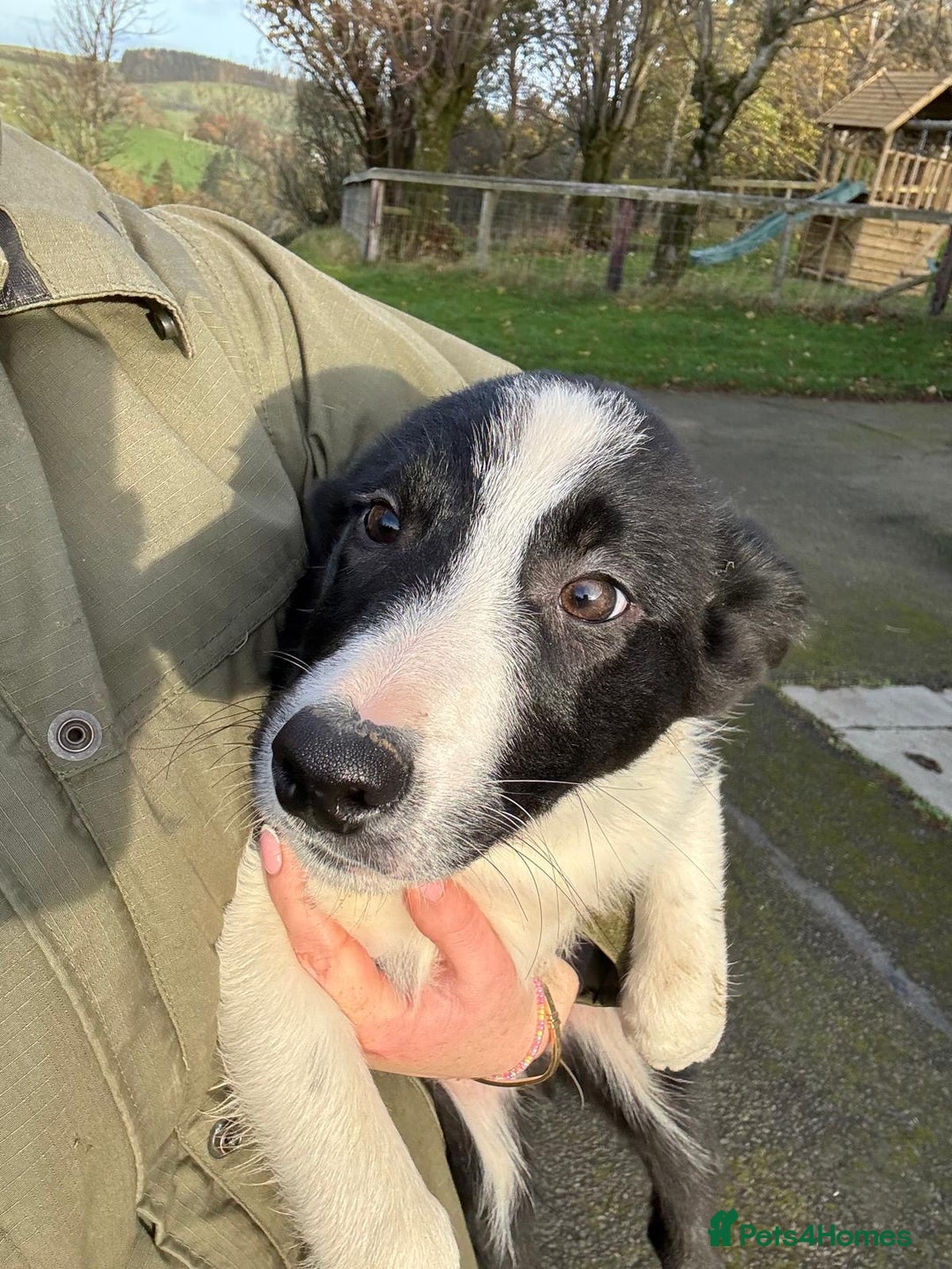 Border Collie dogs for sale: Two collie dog pups  - Image 3