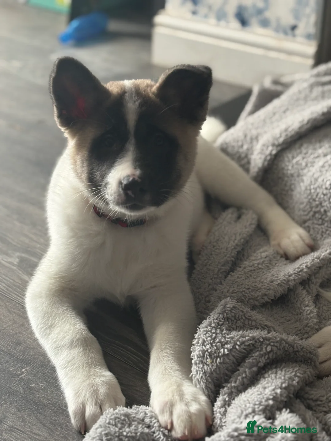 Akita dogs for sale: American Akitas  - Advert 2