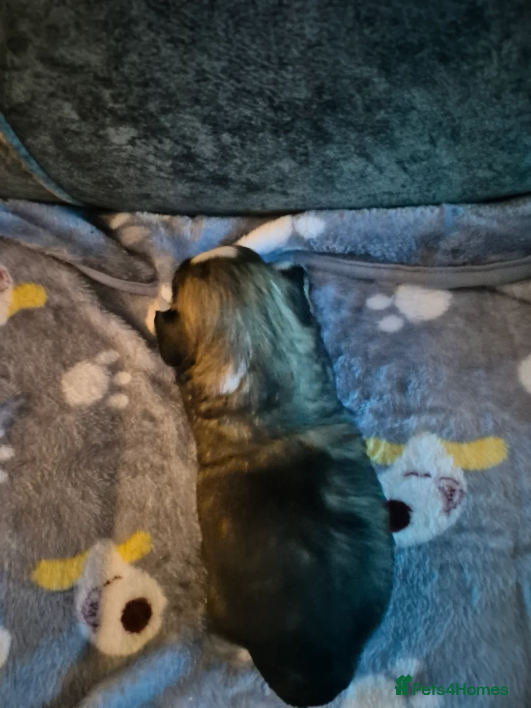 Malshi dogs for sale: 5 beautiful puppies, all been reserved now  - Advert 24