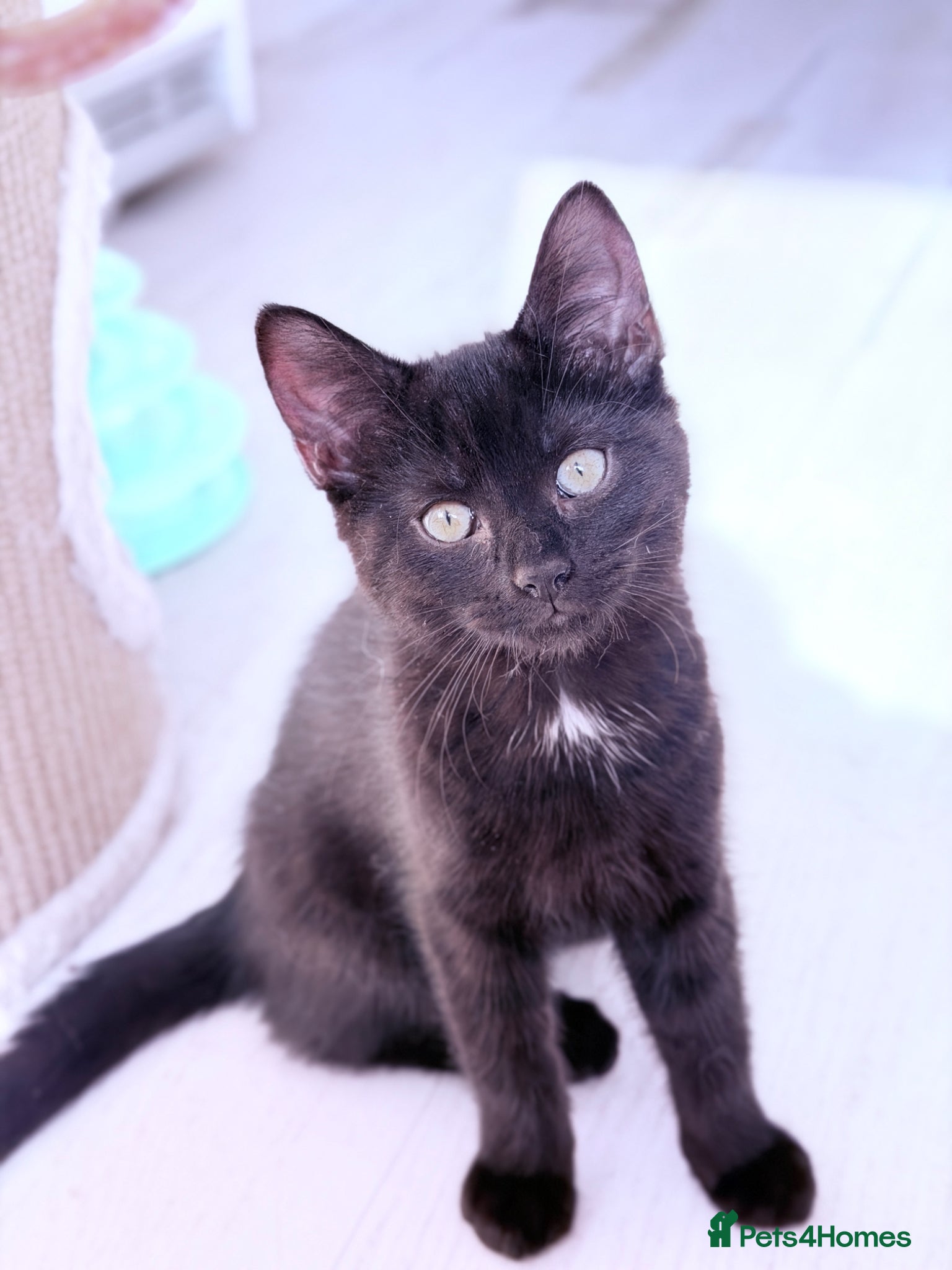 British Shorthair cats Ready Now: Tabby & Dark Brown Kittens 🐾 - Advert 1