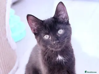 British Shorthair cats for sale: Ready Now: Tabby & Dark Brown Kittens 🐾 - Advert 2