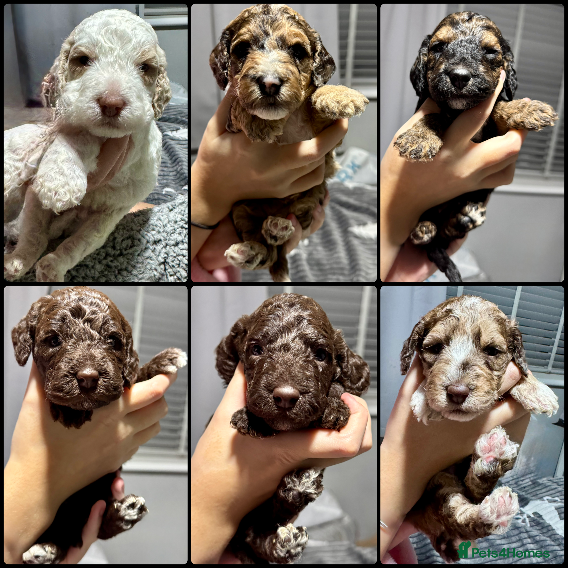 Cockapoo dogs Stunning F2b Cockapoo FULLY Health tested parents  - Advert 2