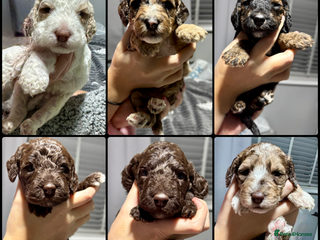 Cockapoo dogs Stunning F2b Cockapoo FULLY Health tested parents - Advert 1